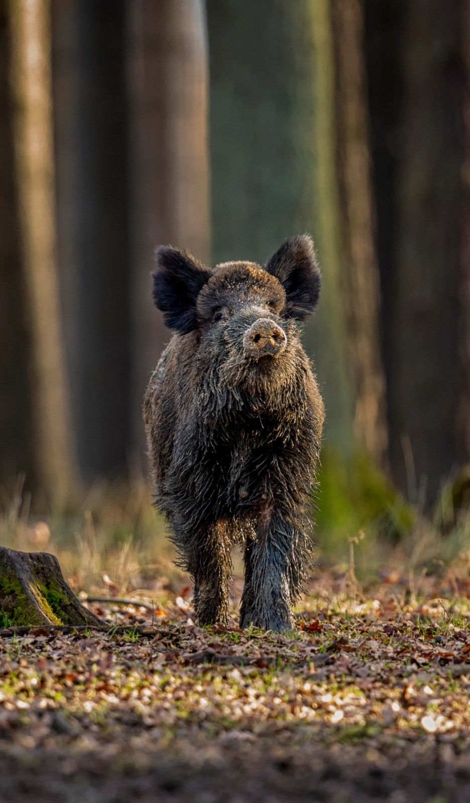 Driven wild boar hunt