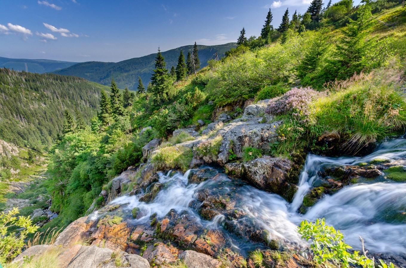 Private hunting territory in the highland forest